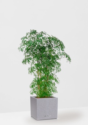 Полисциас Фрутикоза 27/140 см в CANTO STONE LOW 30 Полисциас Фрутикоза 27/140 см в CANTO STONE LOW 30