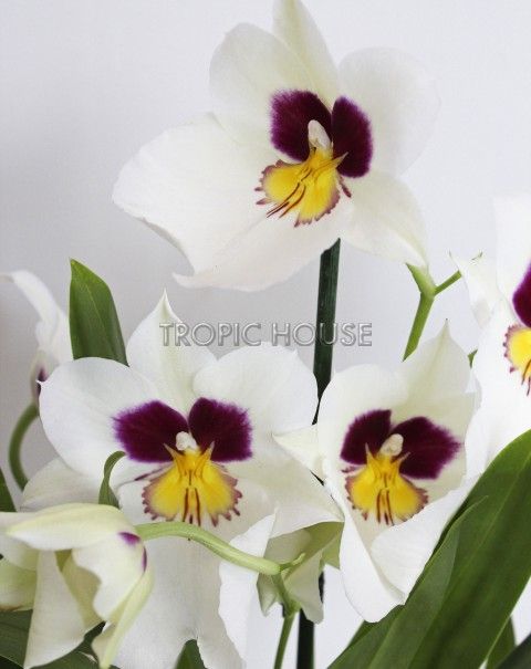 Орхидея Мильтония белая в ORCHIDEA 18 Орхидея Мильтония белая в ORCHIDEA 18