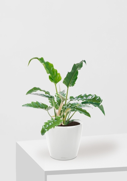 Филодендрон Нарроу 19/55 см в CLASSICO LS 21 Филодендрон Нарроу 19/55 см в CLASSICO LS 21