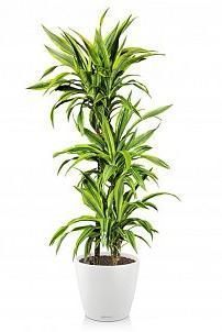 Драцена Лемон Лайм в CLASSICO 28