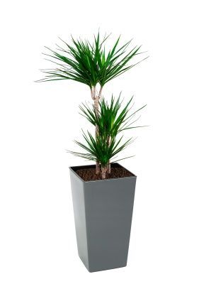 Драцена Маргината 3 ствола 21/120 см в Finezja 300x300, серый бетон