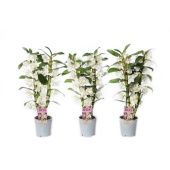 Дендробиум Nobile Classic Apollon 3 ствола белый d12 см h60 см