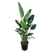 Стрелиция Августа d40 см h240 см