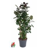 Полисциас Фабиан d31 см h160 см