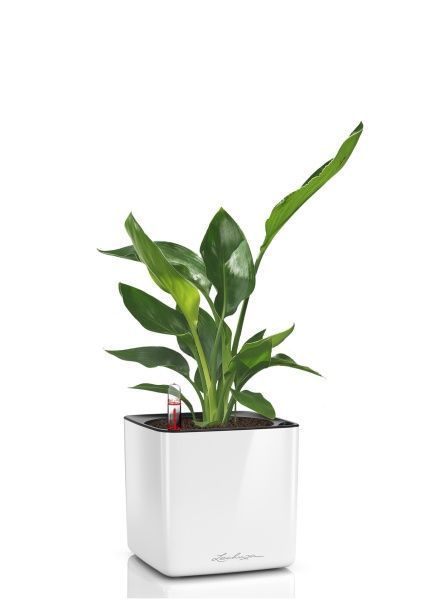 Стрелиция Регина в CUBE GLOSSY 14