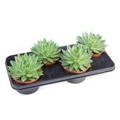 Эхеверия Миранда d15 см h20 см