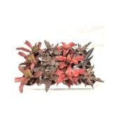 Криптантус микс d9 см h15 см Криптантус микс d9 см h15 см