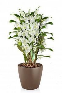 Орхидея Дендробиум в CLASSICO Color 21