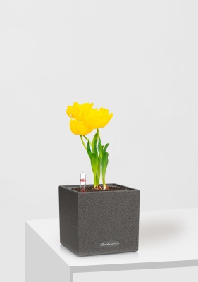 Тюльпан 7/15 см в CANTO STONE 14