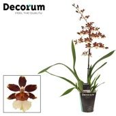 Орхидея Камбрия Бонфайр 1 ствол d12 см h65 см тип 2 Орхидея Камбрия Бонфайр 1 ствол d12 см h65 см тип 2