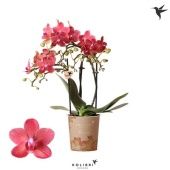 Фаленопсис 3 ствола Congo 40+ (ok Plant) d9 см h40 см Фаленопсис 3 ствола Congo 40+ (ok Plant) d9 см h40 см