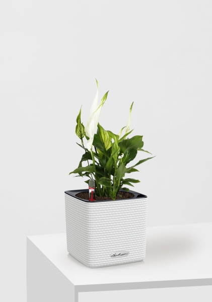 Спатифиллум 9/30 см в CUBE Color 14 Спатифиллум 9/30 см в CUBE Color 14