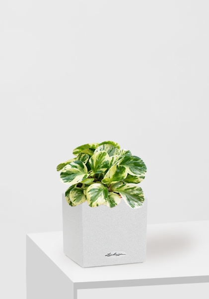 Пеперомия Биколор 12/20 см в CANTO STONE 14