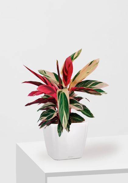 Строманта 19/65 см в QUADRO LS 28