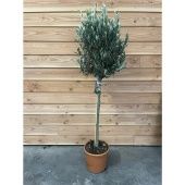 Олива европейская d34 см h190 см