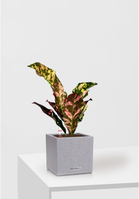 Кодиеум 8/20 см в CANTO STONE 14 Кодиеум 8/20 см в CANTO STONE 14