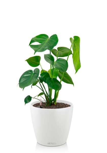 Монстера Делициоза 17/60 см в CLASSICO 18