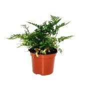 Даваллия Humata Tyermannii d8.5 см h20 см