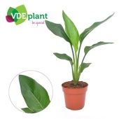 Стрелиция Регина d12 см h40 см тип 2