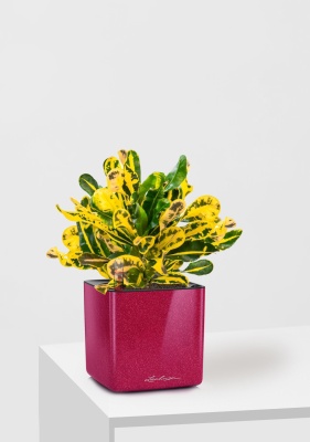 Кротон Еллоу 12/30 см в CUBE GLOSSY KISS 14 Кротон Еллоу 12/30 см в CUBE GLOSSY KISS 14