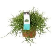 Рипсалис Бацифера Cassutha d10.5 см h15 см