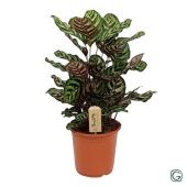 Калатея Макояна d21 см h55 см Калатея Макояна d21 см h55 см