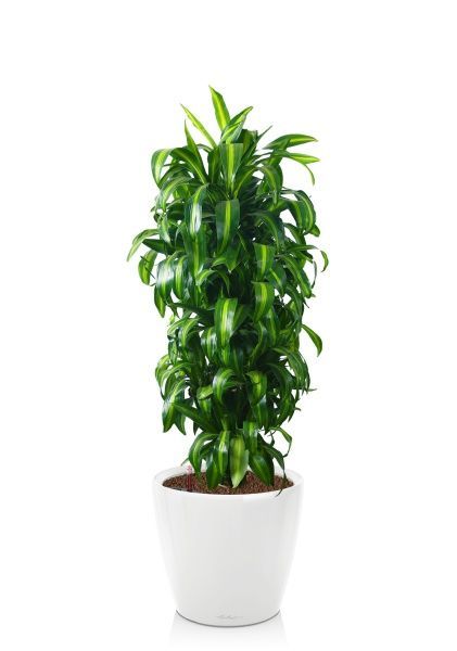 Драцена Гавайская бранч 30/160 см в CLASSICO LS 35