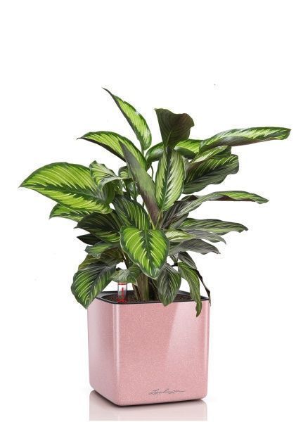 Калатея Принцепс в CUBE GLOSSY KISS 14