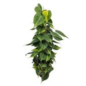 Филодендрон Brasil Бразил d17 см h80 см Филодендрон Brasil Бразил d17 см h80 см