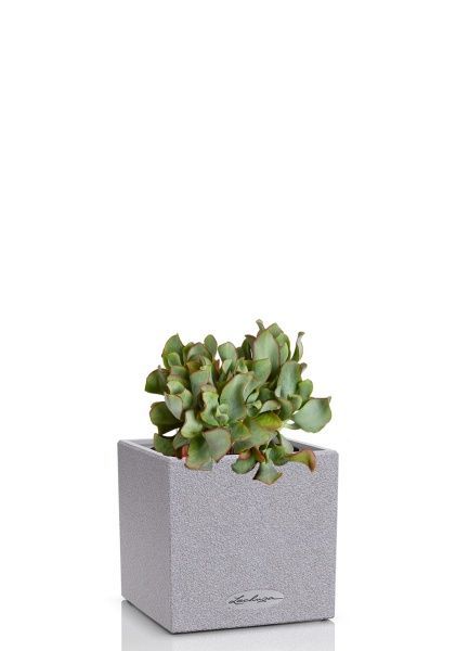 Крассула Ундулатифолия 12/20 см в CANTO STONE 14