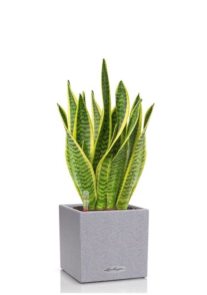 Сансевиерия Лауренти в CANTO Stone 14 Сансевиерия Лауренти в CANTO Stone 14
