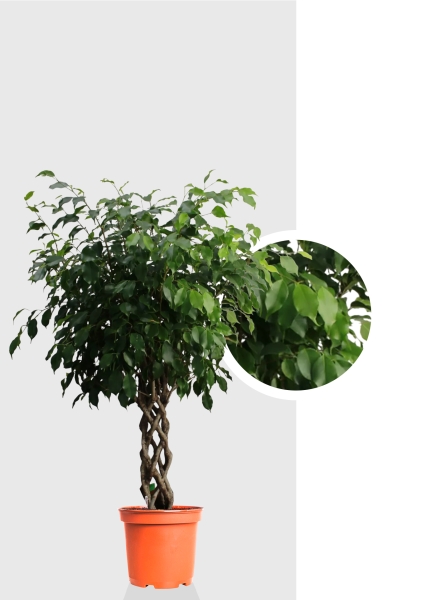 Фикус Бенджамина Экзотика цилиндр 27/120 см Фикус Бенджамина Экзотика цилиндр 27/120 см