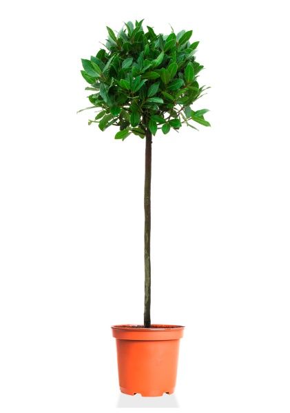 Лавр Нобилис 21/120