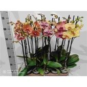 Фаленопсис 2 ствола Mix 18+ (phalaenova) d12 см h65 см