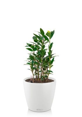 Лавр 14/40 см в CLASSICO COLOR 18, белый Лавр 14/40 см в CLASSICO COLOR 18, белый