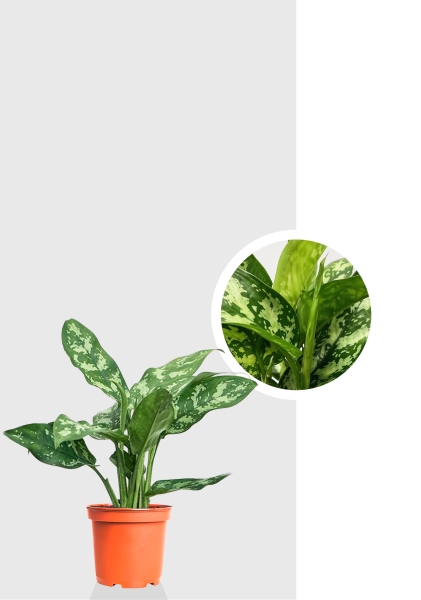 Аглаонема Ромео 14/45 см