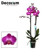 Фаленопсис 2 ствола Passoa Lady 16+ (bernhard) d12 см h65 см Фаленопсис 2 ствола Passoa Lady 16+ (bernhard) d12 см h65 см