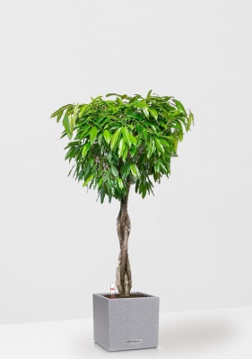 Фикус Амстел Кинг переплетенный 35/160 см в CANTO STONE LOW 40 Фикус Амстел Кинг переплетенный 35/160 см в CANTO STONE LOW 40