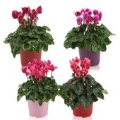 Цикламен Супер Аллюр Fuji Mix d12 см h25 см