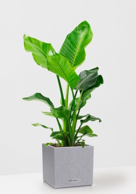 Стрелиция Николай 24/120 в CANTO Stone low 30, серый камень Стрелиция Николай 24/120 в CANTO Stone low 30, серый камень