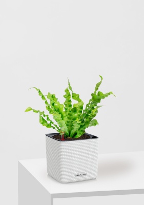 Асплениум Криспи 9/15 см в CUBE Color 14