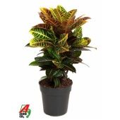 Кротон Кодиеум Петра бранч d24 см h80 см