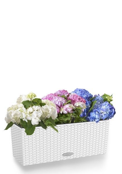 Гортензия Цветной Микс в BALCONERA Cottage 50 Гортензия Цветной Микс в BALCONERA Cottage 50