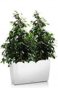 Фикус Бенджамина в CARARO 75/120 см, Белый блестящий