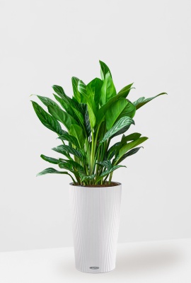 Аглаонема Страйп в CILINDRO 32, белый