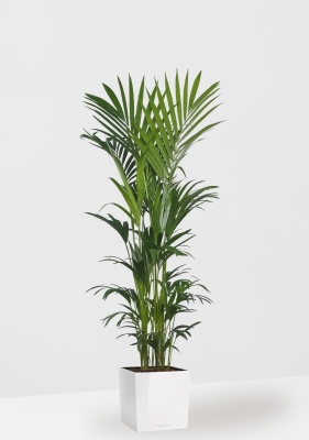 Ховея Кентия 31/220 см в CUBE 40 Ховея Кентия 31/220 см в CUBE 40