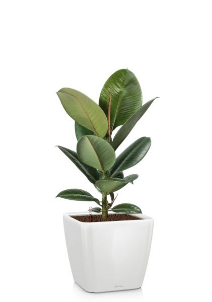 Фикус Эластика Робуста 17/60 см в QUADRO LS 21 Фикус Эластика Робуста 17/60 см в QUADRO LS 21