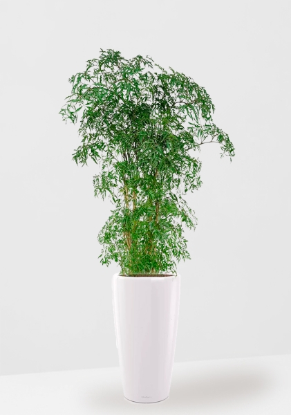 Полисциас Фрутикоза 27/140 см в RONDO 32 Полисциас Фрутикоза 27/140 см в RONDO 32