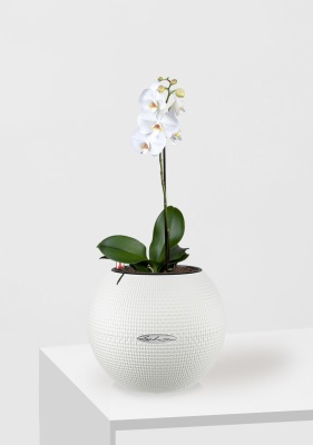 Орхидея Фаленопсис Софт Клауд 12/40 см в PURO 20