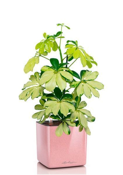 Шеффлера Мелани 12/40 в CUBE GLOSSY KISS 14